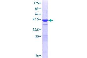 NETO2 Protein (AA 1-148) (GST tag)