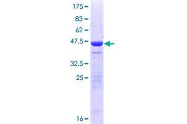 NETO2 Protein (AA 1-148) (GST tag)