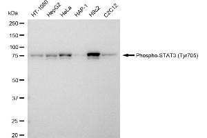 Western blotting analysis using Phospho-STAT3 (Tyr705) antibody (ABIN7800339).