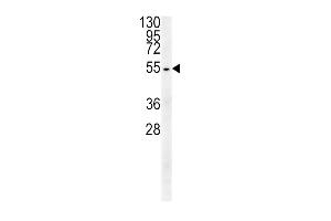 TUBB3 Antibody (N-term) (ABIN651938 and ABIN2840464) western blot analysis in HepG2 cell line lysates (15 μg/lane). (TUBB3 抗体  (AA 36-63))