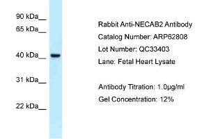 Western Blotting (WB) image for anti-N-terminal EF-Hand Calcium Binding Protein 2 (NECAB2) (C-Term) antibody (ABIN2789252) (NECAB2 抗体  (C-Term))