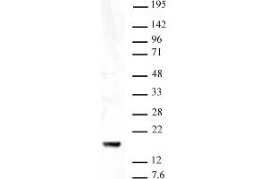 Histone H3K9me3 antibody (pAb) tested by Western blot. (Histone 3 抗体  (3meLys9))