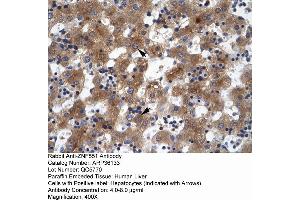 Human Liver (ZNF551 抗体  (N-Term))