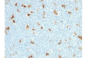 Formalin-fixed, paraffin-embedded human Tonsil stained with S100A9 Mouse Monoclonal Antibody (S100A9/1011). (S100A9 抗体)