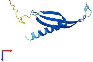 COMMD6 Protein (AA 1-85) (Fc Tag)