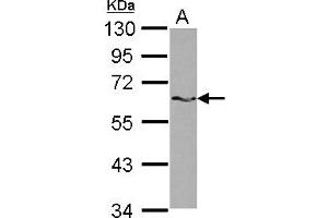 Western Blotting (WB) image for anti-KH Domain Containing, RNA Binding, Signal Transduction Associated 1 (KHDRBS1) (AA 104-412) antibody (ABIN1500796) (KHDRBS1 抗体  (AA 104-412))