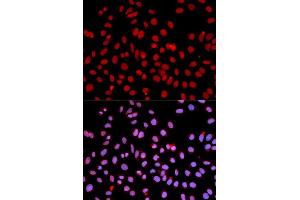 Immunofluorescence (IF) image for anti-Polymerase (RNA) II (DNA Directed) Polypeptide J, 13.3kDa (POLR2J) (AA 1-117) antibody (ABIN3015607)