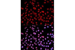 Immunofluorescence analysis of U2OS cell using POLR2J antibody. (POLR2J 抗体  (AA 1-117))