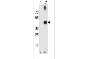 Western blot analysis of ADH5 using rabbit polyclonal ADH5 Antibody using 293 cell lysates (2 ug/lane) either nontransfected (Lane 1) or transiently transfected (Lane 2) with the ADH5 gene. (ADH5 抗体  (AA 212-239))