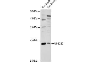 Western blot analysis of extracts of various cell lines, using UBE2E2 antibody (ABIN7271177) at 1:1000 dilution. (UBE2E2 抗体  (AA 1-201))