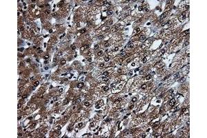 Image no. 8 for anti-Tubulin tyrosine Ligase-Like Family, Member 12 (TTLL12) antibody (ABIN1499035) (TTLL12 抗体)