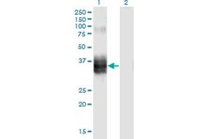 Western Blot analysis of FST expression in transfected 293T cell line by FST monoclonal antibody (M10), clone 4B11. (Follistatin 抗体  (AA 1-344))