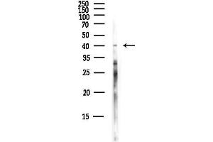 Western blot analysis of lysates from Hela cells(starvation,24h treatment), using Annexin V Antibody at 1/1000 dilution.