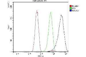 Flow Cytometry analysis of U251 cells using anti-RAB1B antibody (ABIN7602809). (RAB1B 抗体  (C-Term))