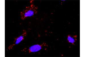Proximity Ligation Analysis of protein-protein interactions between TGFB1 and DAXX. (DAXX 抗体  (AA 561-660))