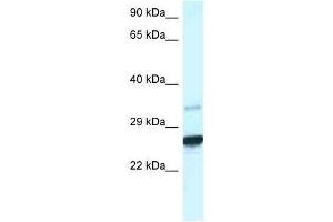 Western Blot showing Cdx1 antibody used at a concentration of 1. (CDX1 抗体  (C-Term))