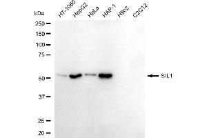 anti-Nucleotide Exchange Factor SIL1 (SIL1) antibody