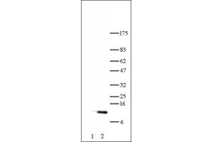 Histone H4 acetyl Lys5 antibody tested by Western blot. (Histone H4 抗体  (acLys5))