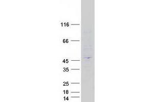 Validation with Western Blot (PEX16 Protein (Transcript Variant 1) (Myc-DYKDDDDK Tag))