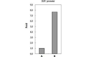 ChIP Image PAX8 antibody immunoprecipitates PAX8 protein-DNA in ChIP experiments. (PAX8 抗体)