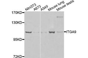 Western blot analysis of extracts of various cells, using ITGA9 antibody. (ITGA9 抗体)