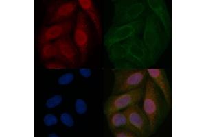 HNF1A Mouse Monoclonal Antibody staining Hela cells by IF/ICC. (HNF1A 抗体  (Internal Region))