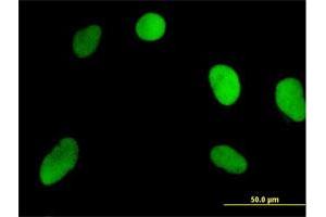 Immunofluorescence (IF) image for anti-Nitric Oxide Synthase Interacting Protein (NOSIP) (AA 1-301) antibody (ABIN526431)
