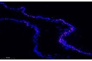 Immunofluorescent analysis of paraformaldehyde-fixed rat prostate gland using APRIL (ABIN7072887) at dilution of 1: 600 (ANP32B 抗体)