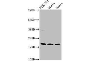 NDUFB8 antibody  (AA 29-132)