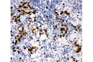 IHC-P: MPO antibody testing of rat spleen tissue (Myeloperoxidase 抗体  (AA 406-745))