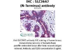 Image no. 1 for anti-Solute Carrier Family 39 (Zinc Transporter), Member 7 (SLC39A7) (N-Term) antibody (ABIN1739379)