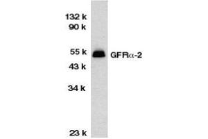 Western blot analysis of GFR alpha 2 in HeLa total cell lysate with AP30362PU-N GFR alpha 2 antibody at 1/1000 dilution.