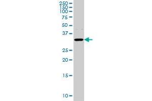 AQP8 monoclonal antibody (M01), clone 1A1 Western Blot analysis of AQP8 expression in Hela S3 NE . (Aquaporin 8 抗体  (AA 1-255))
