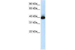 WB Suggested Anti-GSH2 Antibody Titration:  1.
