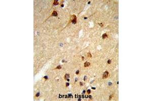 Formalin-fixed and paraffin-embedded human brain tissue reacted with CENPK Antibody (C-term), which was peroxidase-conjugated to the secondary antibody, followed by DAB staining. (CENPK 抗体  (C-Term))