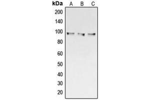 Western blot analysis of Collagen 3 alpha 1 expression in HeLa (A), Raw264.
