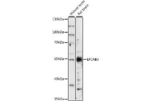 Western blot analysis of extracts of various cell lines, using EFC antibody (ABIN7266902) at 1:1000 dilution. (EFCAB3 抗体  (AA 249-438))