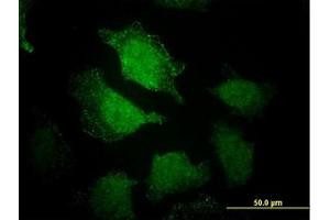 Image no. 5 for anti-EH-Domain Containing 3 (EHD3) (AA 357-407) antibody (ABIN599233) (EHD3 抗体  (AA 357-407))