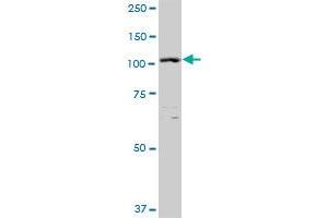 XPO5 MaxPab polyclonal antibody. (XPO5 抗体  (AA 1-1204))