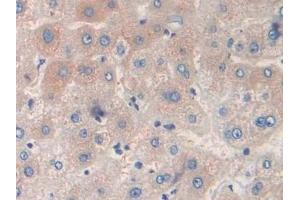 Immunohistochemistry (IHC) image for anti-Transthyretin (TTR) (AA 21-147) antibody (ABIN7429265)