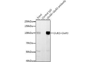 Immunoprecipitation analysis of 600 μg extracts of Mouse brain using 3 μg GluR2+GluR3 antibody (ABIN3016609, ABIN3016610, ABIN3016611, ABIN1678821 and ABIN1678822). (mGluR2/3 抗体)