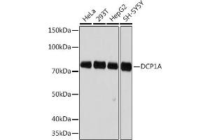 Western blot analysis of extracts of various cell lines, using DCP1A Rabbit mAb (ABIN7266678) at 1:500 dilution. (DCP1A 抗体)