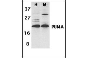 Western blot analysis of PUMA expression in human (H) K562 and mouse (M) 3T3 cell lysates with this product at 2 µg/ml (PUMA 抗体  (C-Term))
