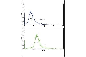 Flow cytometric analysis of 293 cells using GPT Antibody (N-term )(bottom histogram) compared to a negative control cell (top histogram). (ALT 抗体  (N-Term))