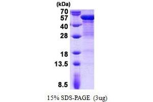 Image no. 1 for Keratin 20 (KRT20) protein (His tag) (ABIN1098773) (KRT20 Protein (His tag))