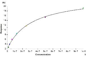 Surface Plasmon Resonance (SPR) image for Epidermal Growth Factor Receptor (EGFR) (AA 25-645) protein (His-Avi Tag) (ABIN7274526)