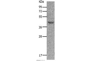 Western blot analysis of Mouse muscle tissue, using MC5R Polyclonal Antibody at dilution of 1:1200 (MC5 Receptor 抗体)