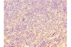 Immunohistochemistry of paraffin-embedded human tonsil tissue using ABIN7147558 at dilution of 1:100 (CHI3L2 抗体  (AA 27-390))