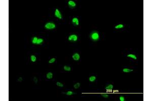 Immunofluorescence (IF) image for anti-Inhibitor of DNA Binding 1, Dominant Negative Helix-Loop-Helix Protein (ID1) (AA 1-155) antibody (ABIN561410)