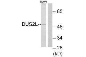 Western blot analysis of extracts from RAW264. (DUSL2 抗体  (C-Term))
